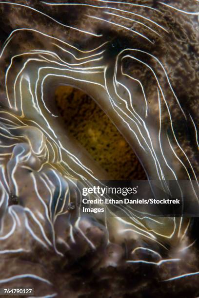 detail of beautiful mantle of a large clam. - hippopus hippopus stock pictures, royalty-free photos & images