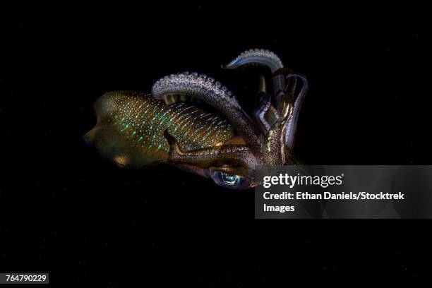a bigfin reef squid off the coast of komodo island in komodo national park. - bigfin reef squid stock pictures, royalty-free photos & images