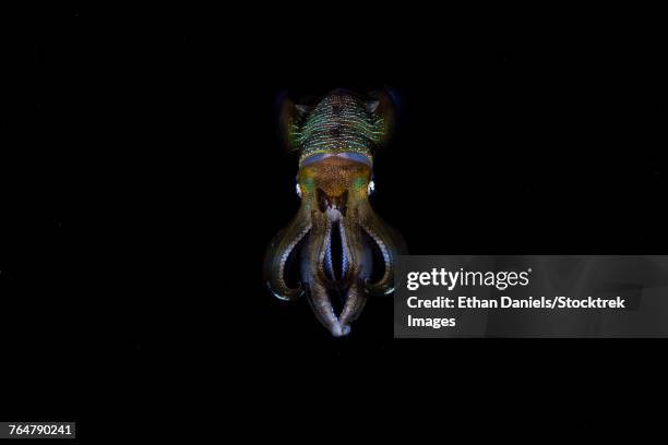 a bigfin reef squid off the coast of komodo island in komodo national park. - bigfin reef squid stock pictures, royalty-free photos & images