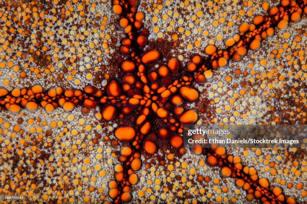Detail of a pin cushion starfish living on a reef in the Lesser Sunda Islands of Indonesia.