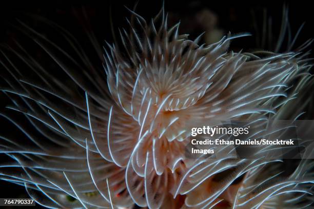 detail of a feather duster worm growing on a coral reef. - feather duster worm stock pictures, royalty-free photos & images