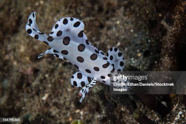 a barramundi cod swimming over the seafloor. - barramundi stock pictures, royalty-free photos & images