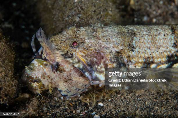 a lizardfish feeds on a large blenny on the seafloor. - lizardfish stock pictures, royalty-free photos & images