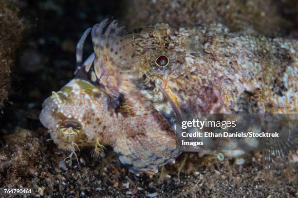 a lizardfish feeds on a large blenny on the seafloor. - lizardfish stock pictures, royalty-free photos & images
