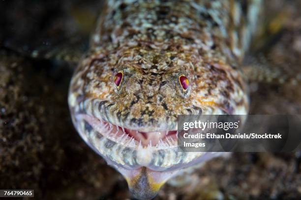 a predatory lizardfish is finishing off a meal of a blenny. - lizardfish stock pictures, royalty-free photos & images