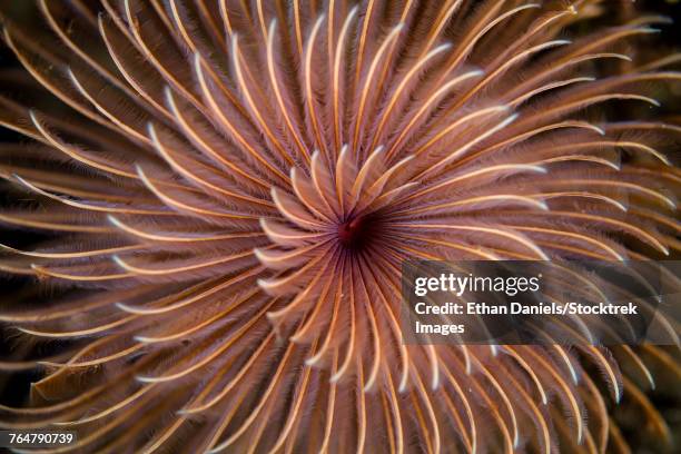 detail of the spiral tentacles arrangement of a feather duster worm. - feather duster worm stock pictures, royalty-free photos & images