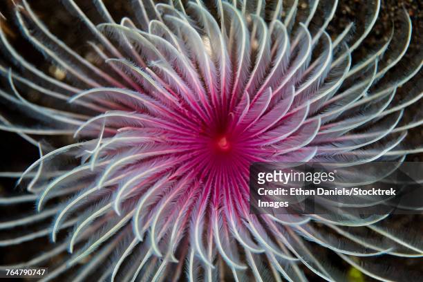detail of the spiral tentacles arrangement of a feather duster worm. - feather duster worm stock pictures, royalty-free photos & images