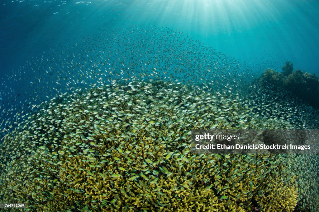 Blue-green damselfish schooling near Alor in the Lesser Sunda Islands.