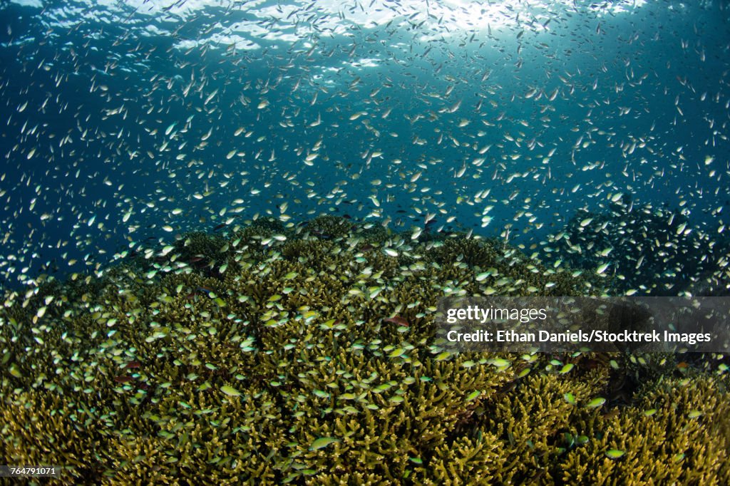 Blue-green damselfish schooling near Alor in the Lesser Sunda Islands.