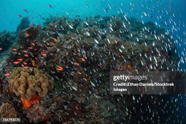 a beautiful coral reef full of fish near alor in the lesser sunda islands of indonesia. - triángulo de coral fotografías e imágenes de stock