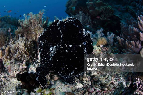 a black giant frogfish waits to ambush prey on a reef. - triángulo de coral fotografías e imágenes de stock