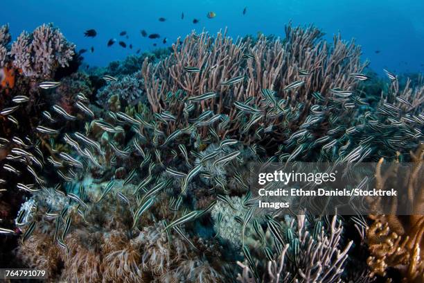 a school of striped eel catfish swarms over a reef searching for food. - triángulo de coral fotografías e imágenes de stock