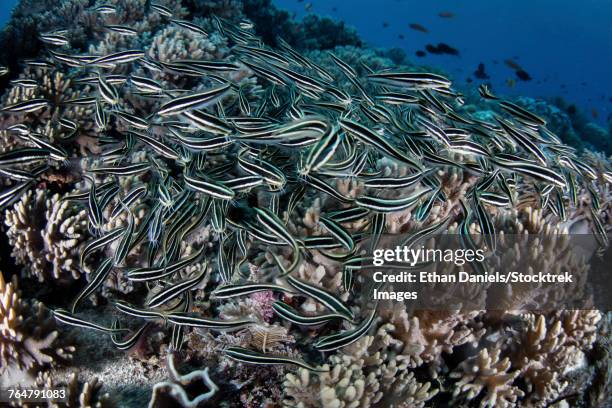 a school of striped eel catfish swarms over a reef searching for food. - triángulo de coral fotografías e imágenes de stock