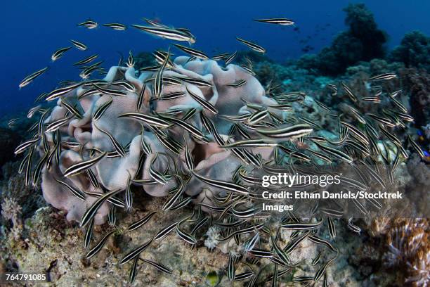 a school of striped eel catfish swarms over a reef searching for food. - triángulo de coral fotografías e imágenes de stock