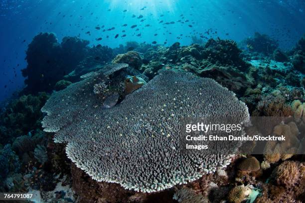 a beautiful and healthy coral reef near alor in the lesser sunda islands of indonesia. - 炭酸石灰 ストックフォトと画像