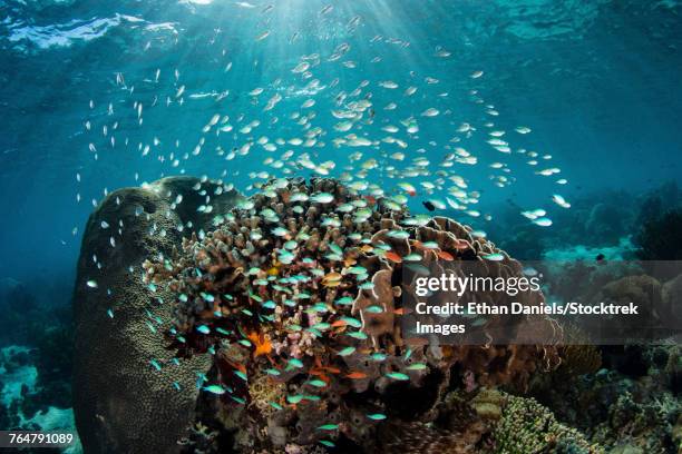 colorful reef fish swim above a healthy reef in the lesser sunda islands of indonesia. - triángulo de coral fotografías e imágenes de stock