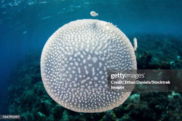 a white-spotted jellyfish drifts in a strong current in the lesser sunda islands. - triángulo de coral fotografías e imágenes de stock