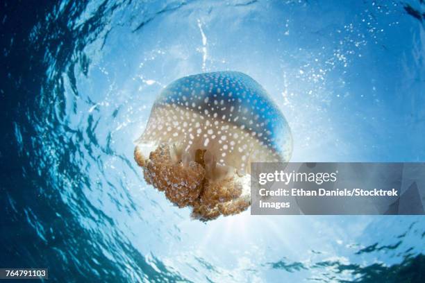 a white-spotted jellyfish drifts in a strong current in the lesser sunda islands. - triángulo de coral fotografías e imágenes de stock