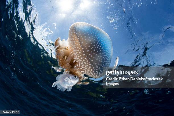 a white-spotted jellyfish drifts in a strong current in the lesser sunda islands. - triángulo de coral fotografías e imágenes de stock