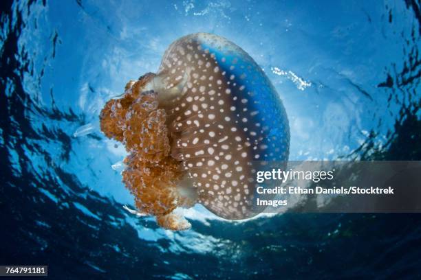 a white-spotted jellyfish drifts in a strong current in the lesser sunda islands. - triángulo de coral fotografías e imágenes de stock