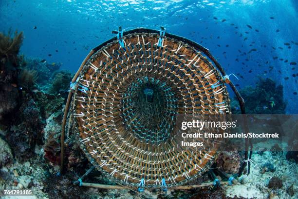 a traditional fish trap made out of bamboo in the waters off indonesia. - triángulo de coral fotografías e imágenes de stock