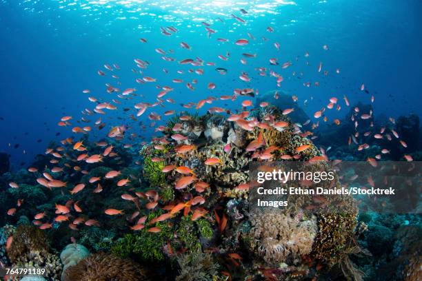 reef fish swimming in a strong current near alor in the lesser sunda islands, indonesia. - triángulo de coral fotografías e imágenes de stock