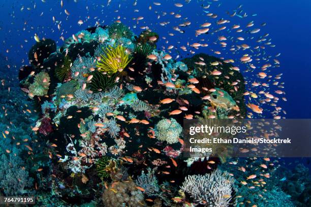 reef fish swimming in a strong current near alor in the lesser sunda islands, indonesia. - triángulo de coral fotografías e imágenes de stock