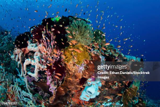 reef fish swimming in a strong current near alor in the lesser sunda islands, indonesia. - triángulo de coral fotografías e imágenes de stock
