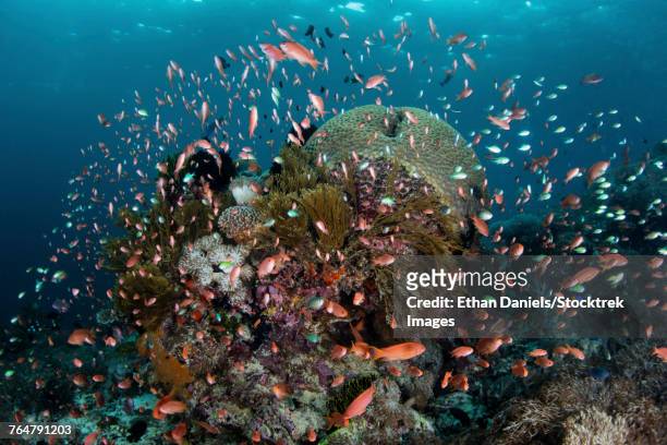 reef fish swimming in a strong current near alor in the lesser sunda islands, indonesia. - jewel fairy basslet stock pictures, royalty-free photos & images
