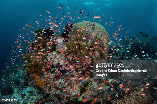 reef fish swimming in a strong current near alor in the lesser sunda islands, indonesia. - triángulo de coral fotografías e imágenes de stock