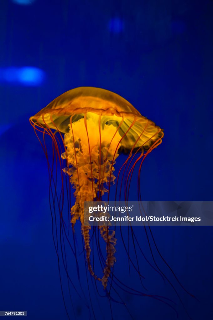 Pacific sea nettle jellyfish.