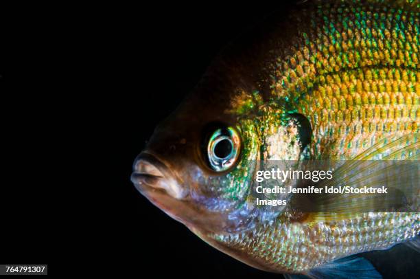 a green sunfish found in sandy channel state recreation area in nebraska. - sunfish stock pictures, royalty-free photos & images