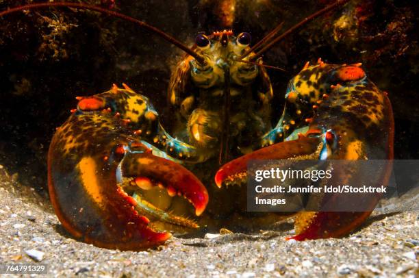 american lobster, front view, maine. - northern lobster stock pictures, royalty-free photos & images