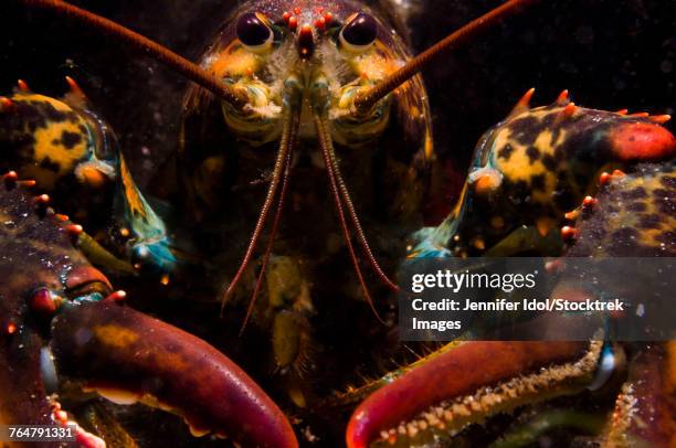 american lobster, front view, maine. - northern lobster stock pictures, royalty-free photos & images