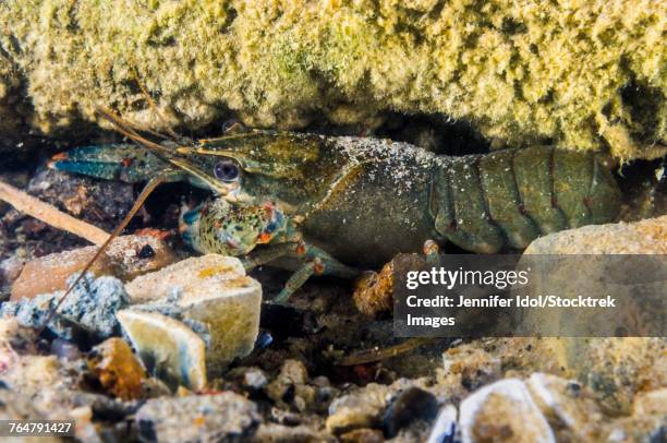 Fishthat Hide Under Rocks 164 Hiding Under Rock Stock Photos, High-Res Pictures, and Images ...