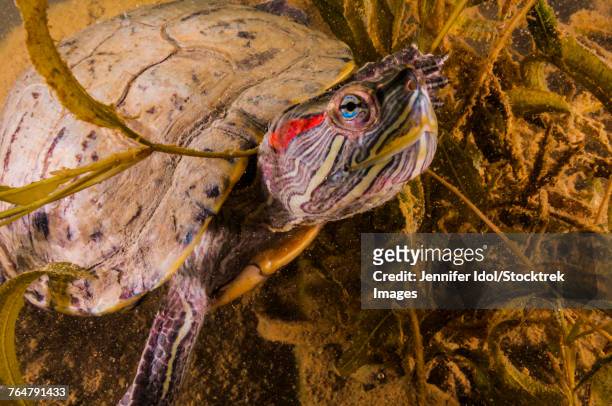 red-eared slider turtle, lake murray, oklahoma. - emídidos fotografías e imágenes de stock