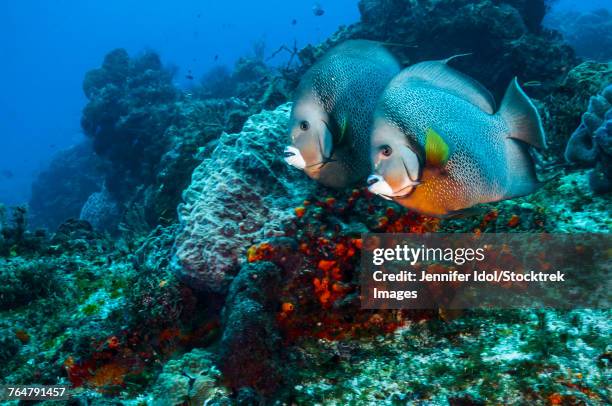 a pair of gray angelfish swimming across the reef in cozumel, mexico. - gray angelfish fotografías e imágenes de stock