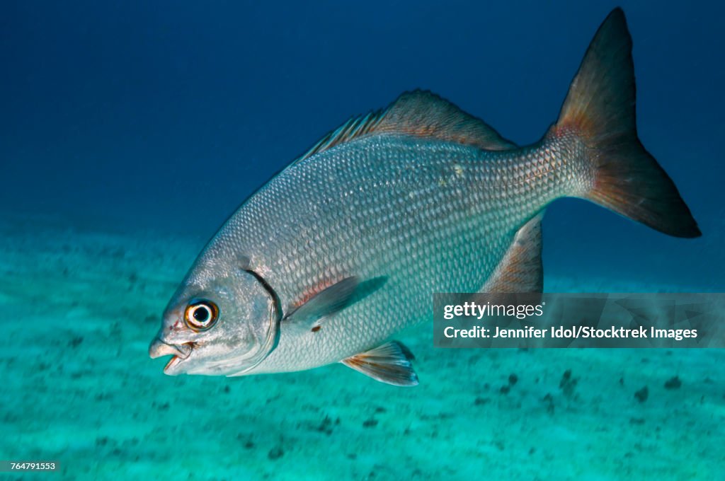 A Bermuda chub swimming in the Caribbean Sea.