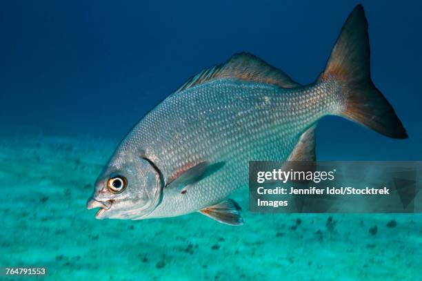 a bermuda chub swimming in the caribbean sea. - bermuda chub stock pictures, royalty-free photos & images