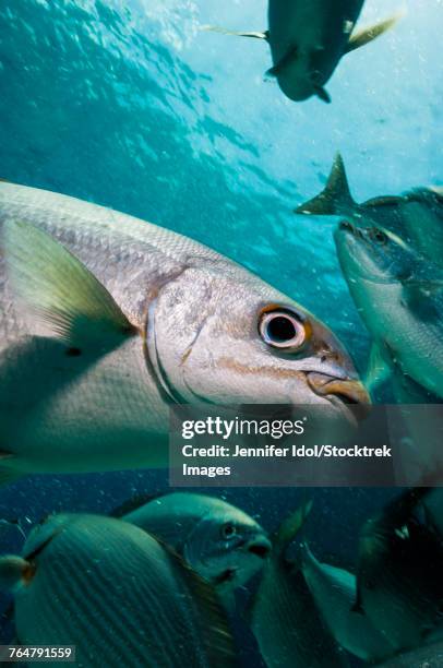 bermuda chub in the caribbean sea. - bermuda chub stock pictures, royalty-free photos & images