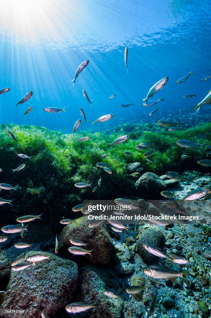 Mexican tetra fish in San Solomon springs, Texas.