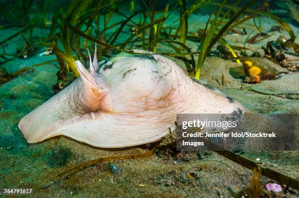 Large Moon Shell 225 Moon Shell Stock Photos, High-Res Pictures, and Images - Getty Images