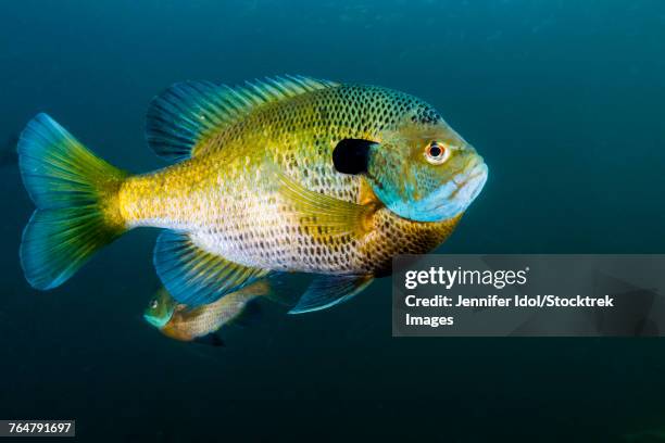 bluegill sunfish school in lake phoenix, virginia. - sunfish stock pictures, royalty-free photos & images