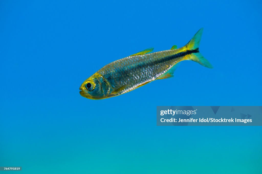 Mexican tetra are an invasive species in Balmorhea Springs State Park, Texas.