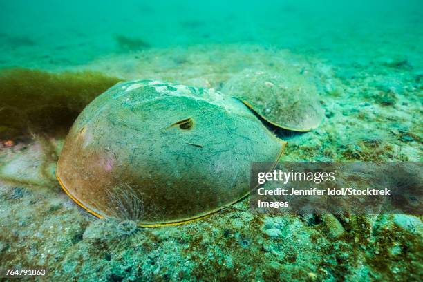 female horseshoe crabs walk along the bottom of the sea floor in delaware. - pfeilschwanzkrebs stock-fotos und bilder