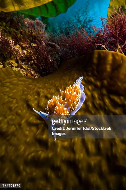 an opalescent nudibranch crawls along giant kelp in california. - opalescent nudibranch stock pictures, royalty-free photos & images