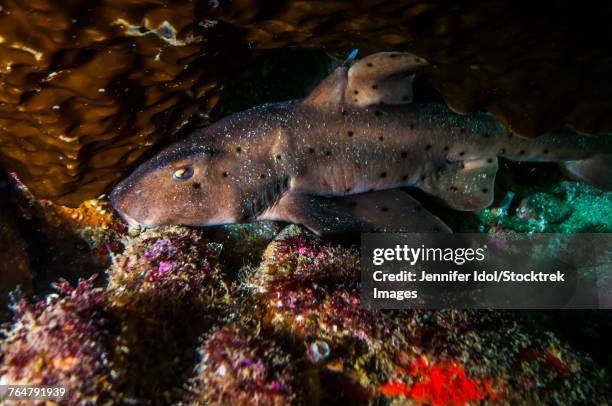 docile horn shark hiding during the day in the kelp gardens in catalina islands. - pacific undersea gardens stock pictures, royalty-free photos & images