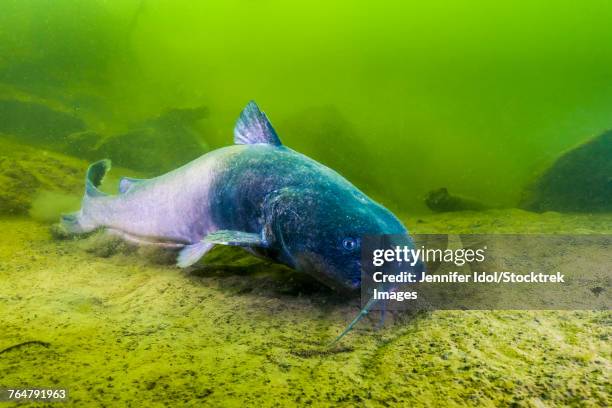 a blue catfish swimming along the bottom of a quarry in kansas. - ictalurus furcatus stock pictures, royalty-free photos & images