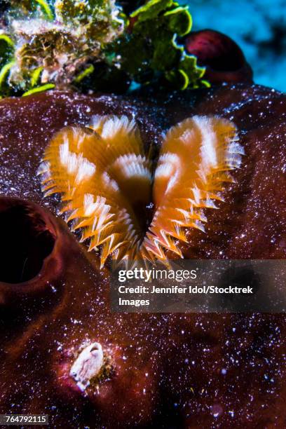 this segmented worm lives in a hole in grand cayman, cayman islands. - feather duster worm stock pictures, royalty-free photos & images