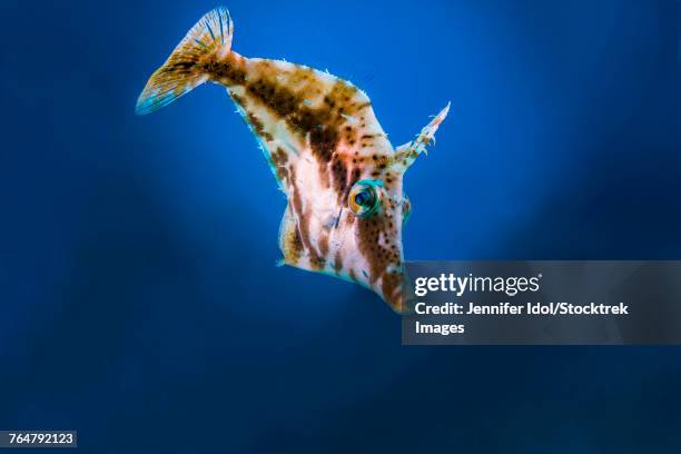 Small Filefish 11 Planehead Filefish Stock Photos, High-Res Pictures, and Images ...